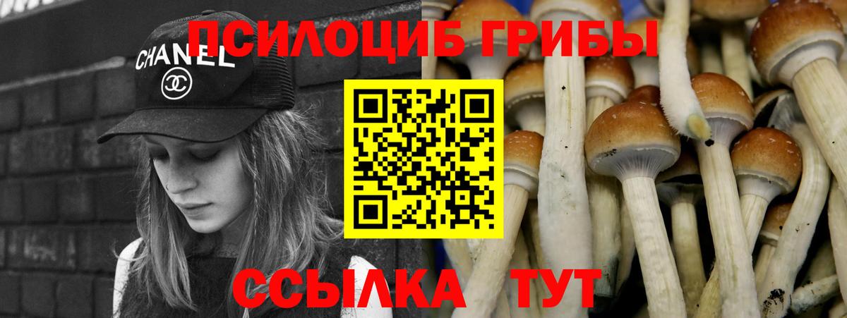Курчалой  Галлюциногенные грибы прущие грибы  Вход с VPN 